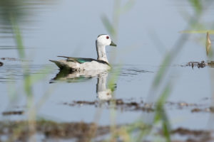 Cotton Pygmy-goose (Nettapus coromandelianus)