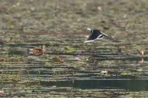 Cotton Pygmy-goose (Nettapus coromandelianus)