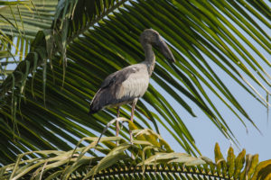 Asian Openbill (Anastomus oscitans)