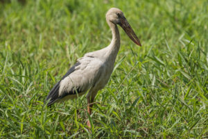 Asian Openbill (Anastomus oscitans)