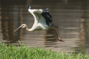 Asian Openbill (Anastomus oscitans)