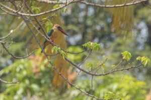 Stork-billed Kingfisher (Pelargopsis capensis)