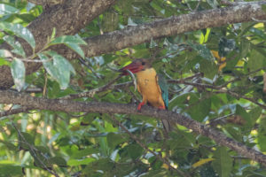 Stork-billed Kingfisher (Pelargopsis capensis)