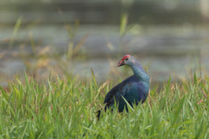 Purple Swamphen (Porphyrio porphyrio)