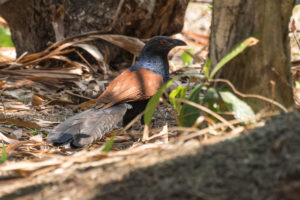 Greater Coucal (Centropus sinensis)