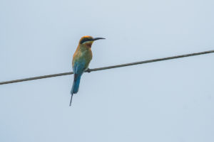 Blue-tailed Bee-eater (Merops philippinus)