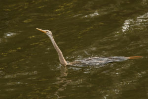 Oriental Darter (Anhinga melanogaster)