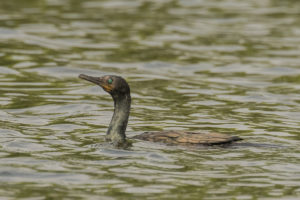 Indian Cormorant (Phalacrocorax fuscicollis)