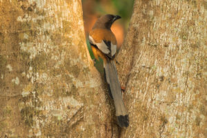 Rufous Treepie (Dendrocitta vagabunda)