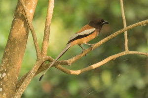 Rufous Treepie (Dendrocitta vagabunda)