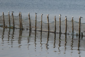 Whiskered Tern (Chlidonias hybrida)