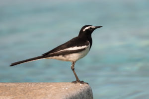 White-browed Wagtail (Motacilla maderaspatensis)