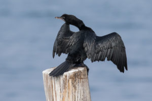 Little Cormorant (Microcarbo niger)