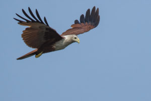 Brahminy Kite (Haliastur indus)