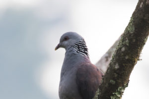 Nilgiri Wood-Pigeon (Columba elphinstonii)