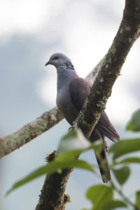 Nilgiri Wood-Pigeon (Columba elphinstonii)