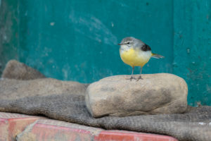 Gray Wagtail (Motacilla cinerea)