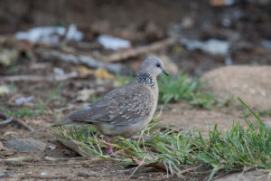 Spotted Dove (Streptopelia chinensis)