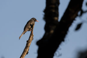 Square-tailed Bulbul (Hypsipetes ganeesa)