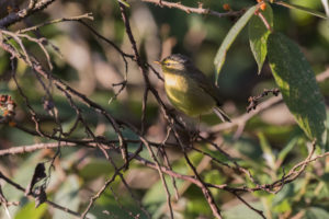 Tickell’s Leaf Warbler (Phylloscopus affinis)