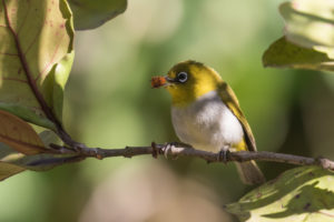 Indian White-eye (Zosterops palpebrosus)