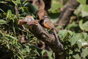 Palani Laughingthrush (Montecincla fairbanki)