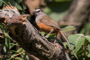 Palani Laughingthrush (Montecincla fairbanki)