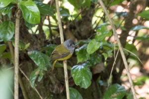 Grey-headed Canary Flycatcher (Culicicapa ceylonensis)