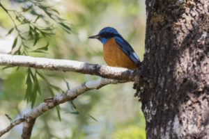 Blue-capped Rock-Thrush (Monticola cinclorhyncha)