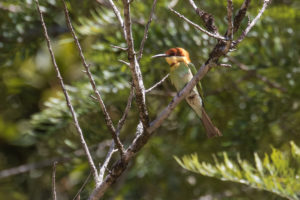 Chestnut-headed Bee-eater (Merops leschenaulti)