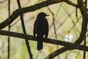 Indian Blackbird (Turdus simillimus)