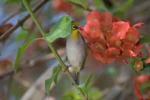 Indian White-eye (Zosterops palpebrosus)