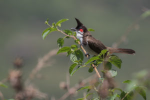 Red-whiskered Bulbul (Pycnonotus jocosus)