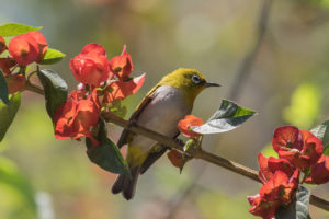 Indian White-eye (Zosterops palpebrosus)