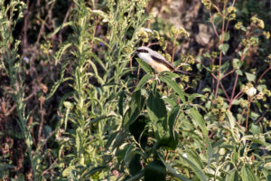 Long-tailed Shrike (Lanius schach)