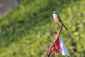 Long-tailed Shrike (Lanius schach)