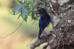 Malabar Whistling-Thrush (Myophonus horsfieldii)