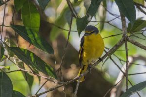 Orange Minivet (Pericrocotus flammeus)