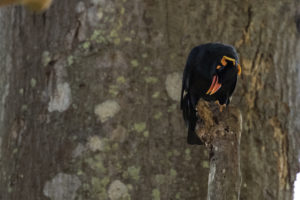 Southern Hill Myna (Gracula indica)