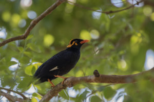 Southern Hill Myna (Gracula indica)