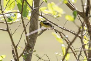 Common Iora (Aegithina tiphia)