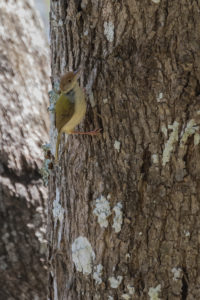 Common Tailorbird (Orthotomus sutorius)