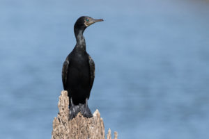 Indian Cormorant (Phalacrocorax fuscicollis)