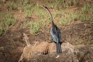 Oriental Darter (Anhinga melanogaster)