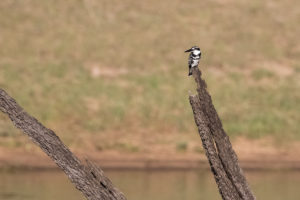 Pied Kingfisher (Ceryle rudis)