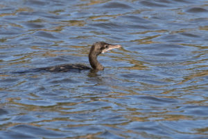 Little Cormorant (Microcarbo niger)