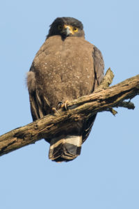 Crested Serpent Eagle (Spilornis cheela)