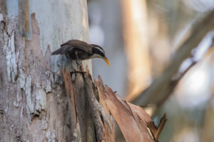 Indian Scimitar-Babbler (Pomatorhinus horsfieldii)