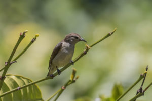 Nilgiri Flowerpecker (Dicaeum concolor)