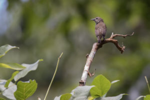 Nilgiri Flowerpecker (Dicaeum concolor)